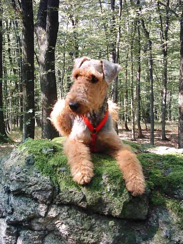 Fotky: Airedale terier (foto, obrazky)