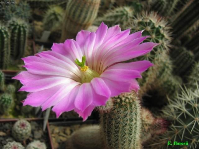 Fotky: Echinocereus (foto, obrazky)