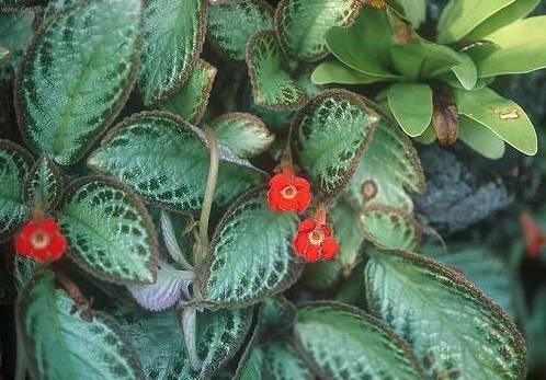 Fotky: Episcia (foto, obrazky)