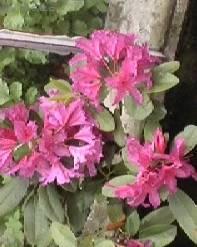 Fotky: Rododendron, Azalka (foto, obrazky)