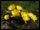 :  > Adonis jarn, hlavek jarn (Adonis vernalis)