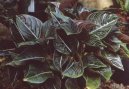 Aglaonema