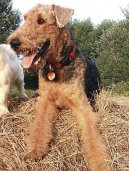 Fotky: Airedale terier (foto, obrazky)