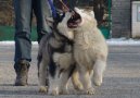 Ps plemena: Seversk > Aljask malamut (Alaskan Malamute)