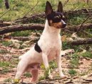 Ps plemena:  > Americk toy-foxterir (American Toy Fox Terrier)