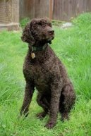 :  > Americk vodn panl (American Water Spaniel)