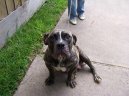 Ps plemena: Nkter plemena neuznan > Anglick buldok starho typu (Olde English Bulldogge)