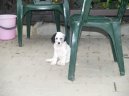 Ps plemena:  > Anglick setr (English setter)