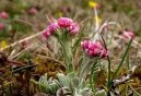 :  > Kocinek dvoudom (Antennaria dioica)