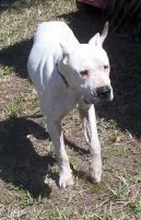 Ps plemena: Pinov, knrai a molossoidn > Argentinsk doga (Dogo Argentino)