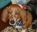 Ps plemena:  > Artsko-normandsk basset (Basset artesien normand)