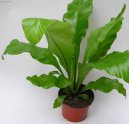 :  > Asplenium vlasov (Asplenium trichomanes)