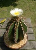 Fotky: Astrophytum (foto, obrazky)