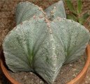 :  > Astrophytum