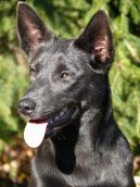 Ps plemena: Ovci a hont psi > Australsk kelpie (Australian Kelpie)