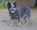 Ps plemena: Pastsk > Australsk honck pes (Australian Cattledog)