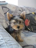 :  > Australsk silky terir (Australian Silky Terrier)