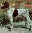 :  > Auvergnesk oha krtkosrst (Auvergne pointer)