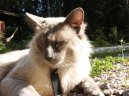 Koky: Polo-dlouhosrst > Balinska koka (Balinese Cat)