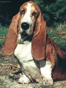 Baset Hound