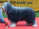 Ps plemena: Ovci a hont psi > Bearded kolie (Bearded Collie)