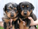 Beauceron