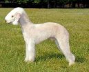 Fotky: Bedlington terier (foto, obrazky)