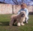 Ps plemena:  > Pyrenejsk ovk s dlouhou srst (Pyrenean Sheepdog Long-haired)