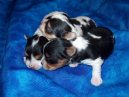 Ps plemena: Dekorativn > Biewer Yorkshire terrier a la Pom Pon (Biewer Yorkies)