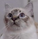 :  > Birmansk koka, Birma (Burmese Cat)