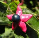 Pokojov rostliny: Polokee > Blahoke, klerodendrum (Clerodendrum)