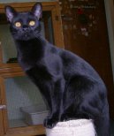 Koky: Krtkosrst > Bombajsk koka (Bombay cat)