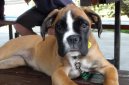 :  > Nmeck boxer (Deutscher Boxer)