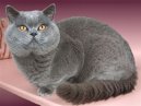 Koky:  > Brazilian Shorthair (Brazilian Shorthair Cat)