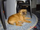 :  > Bruselsk grifonek (Griffon Bruxellois, Brussels Griffon)