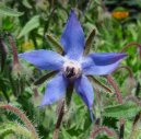 Pokojov rostliny:  > Brutnk Lkask (Borago officinalis L.)