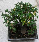 Buxus harlandii, buxus microphylla sinica, Zimostrz