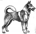 :  > Caansk pes (Canaan Dog)