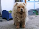 Ps plemena:  > au-au (Chow Chow)