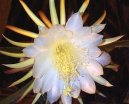 Pokojov rostliny:  > Cereus