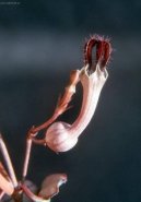 Pokojov rostliny: Kaktusy > Ceropgie (Ceropegia Woodii)