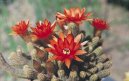 :  > Chamecereus (Chamaecereus)