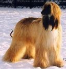 Ps plemena: Nkter plemena neuznan > Afgnsk pvodn chrt (Afghan Original Hound)