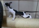 Cornish Rex