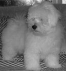 Ps plemena:  > Coton de Tulear