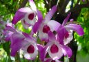 Dendrobium