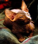 :  > Donsk sphynx (Don Sphynx Cat)