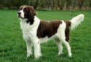 :  > Drentse Patrijshond (Drentse Patrijshond, Drentse Partridge Dog)