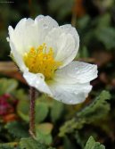 Pokojov rostliny:  > Drydka osmiplten (Dryas octopetala)