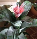 Fotky: chmea (foto, obrazky)